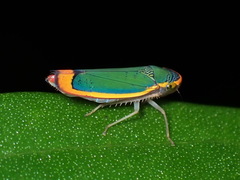 Stephanolla rufoapicata