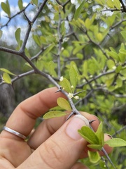 Sideroxylon reclinatum