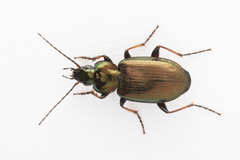 Agonum muelleri