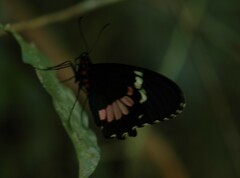 Parides