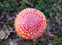 Amanita muscaria