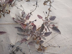 Abronia angustifolia