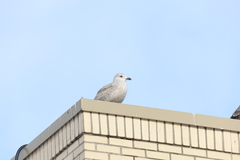 Larus argentatus