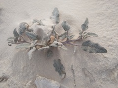 Abronia angustifolia