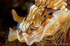 Dendrodoris krusensternii