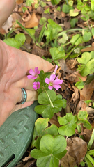 Oxalis debilis