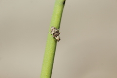 Acentrus histrio