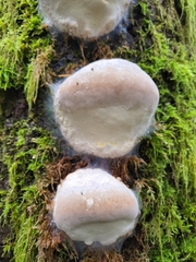 Fomitopsis