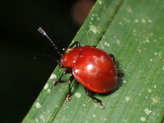 Corynomalus laevigatus