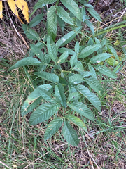 Cicuta douglasii