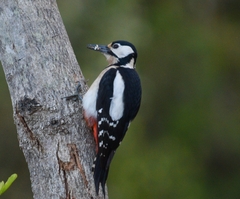 Dendrocopos major canariensis