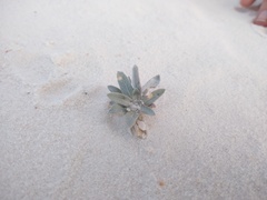 Abronia angustifolia