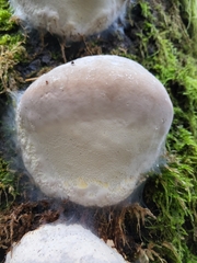 Fomitopsis
