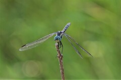 Trithemis stictica