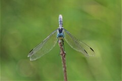 Trithemis stictica