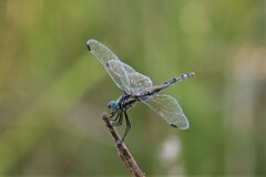 Trithemis stictica