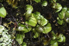 Corybas dienemus