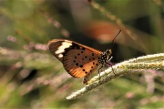Acraea encedon encedon