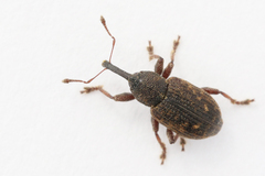 Notaris acridulus