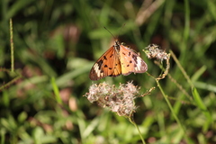 Acraea encedon encedon