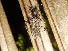 Salyavata macmahanae