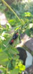 Cacoscelis nigripennis