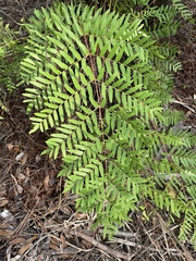 Osmunda spectabilis