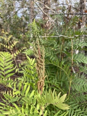 Osmunda spectabilis