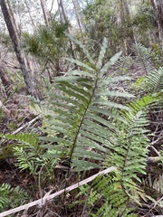 Telmatoblechnum serrulatum