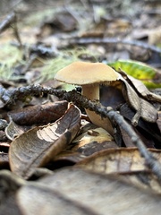 Hydnum oregonense