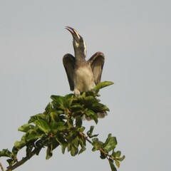 Lophoceros nasutus