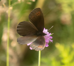 Erebia pronoe
