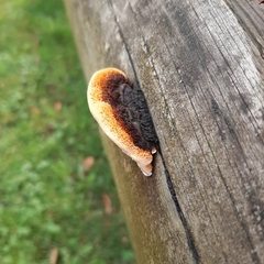 Gloeophyllum sepiarium