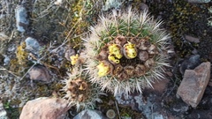 Parodia