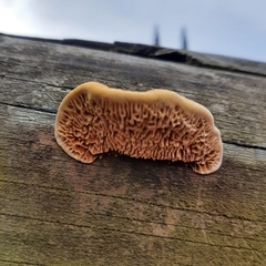 Gloeophyllum sepiarium