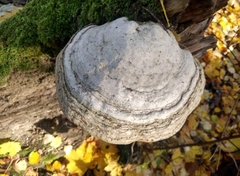 Fomes fomentarius