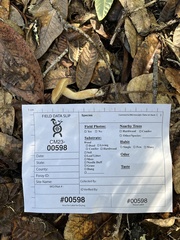 Hydnum oregonense