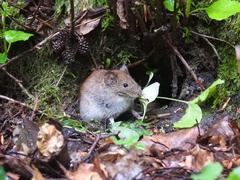 Clethrionomys glareolus