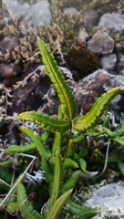 Doryopteris triphylla