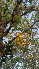 Gomesa bifolia