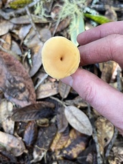 Hydnum oregonense