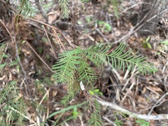 Taxodium distichum
