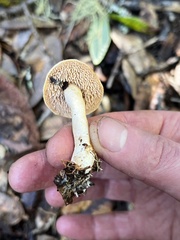 Hydnum oregonense