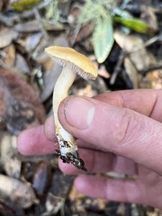 Hydnum oregonense