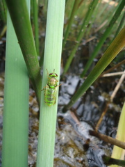 Odontomyia cincta