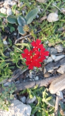 Glandularia peruviana