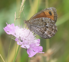 Erebia montanus