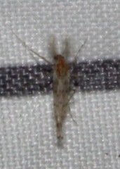 Chaoborus punctipennis