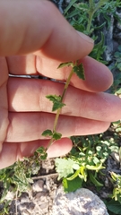 Glandularia peruviana