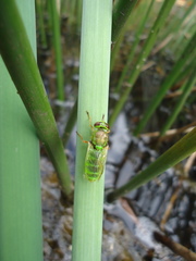 Odontomyia cincta